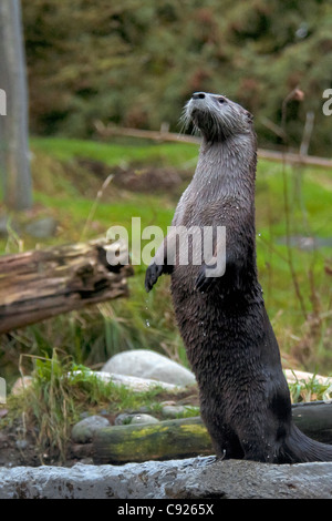 River Otter stehenden Warnung und aufrecht in einem Fluss Stockfoto