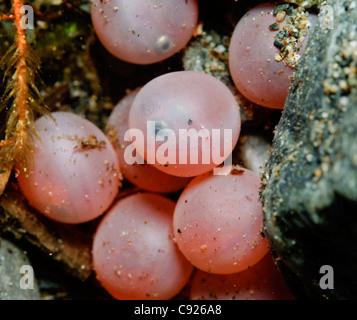 Unterwasserblick Sockeye Lachs Eiern in den Schotter macht Creek, Copper River Delta, Prince William Sound, Alaska zu entwickeln Stockfoto