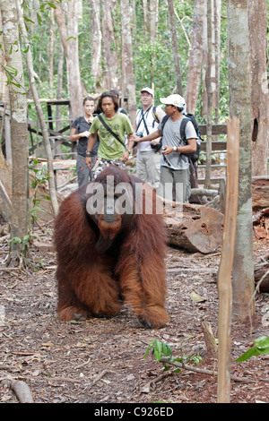 Orang-Utan männlich auf Dschungel zu verfolgen, in der Nähe von Website mit Touristen füttern Stockfoto