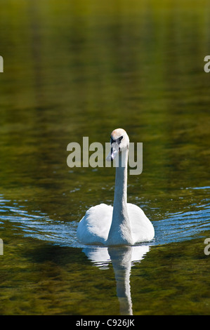 Nahaufnahme von einem Trompeter Schwan Schwimmen im See Byers, Denali State Park, Yunan Alaska, Sommer Stockfoto