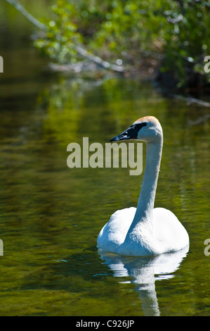 Nahaufnahme von einem Trompeter Schwan Schwimmen im See Byers, Denali State Park, Yunan Alaska, Sommer Stockfoto