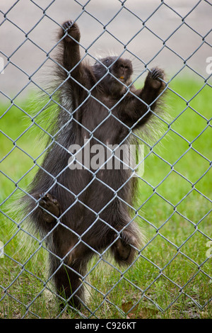 Stachelschwein klettern einen Zaun in ein downtown Anchorage Nachbarschaft, Yunan Alaska, Sommer Stockfoto