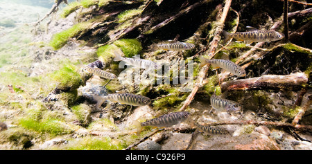 Unterwasser-Blick von Chinook Lachs Braten Aufzucht in Bernard Creek, Yunan Alaska, Sommer Stockfoto