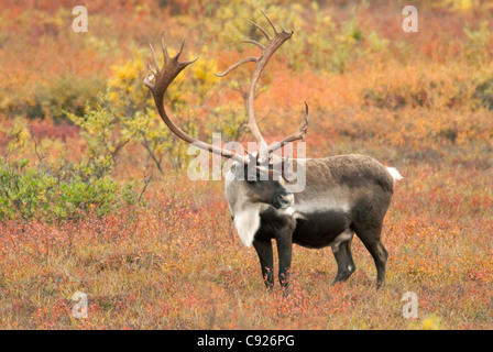 Erwachsenen Bull Caribou steht im Herbstlaub, Denali Nationalpark, Alaska Interior, Herbst Stockfoto