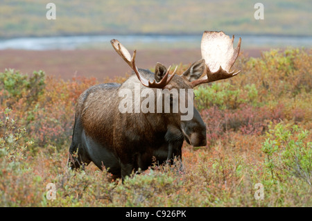 Junge Erwachsene Elchbullen ergibt sich aus Herbstlaub mit McKinley River im Hintergrund, Denali-Nationalpark, Alaska Stockfoto