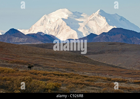 Erwachsenen Stier Elch stehend auf Tundra in Sable Pass mit Mt. McKinley im Hintergrund, Denali National Park, Alaska, Herbst Stockfoto