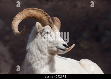 Nahaufnahme eines Widders Dall-Schafe auf einem Hügel in Denali Nationalpark und Reservat, Alaska Interior, Frühling Stockfoto