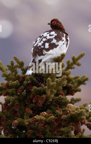 Männliche Willow Ptarmigan mit wechselnden Gefieder sitzt auf einer Fichte im Denali Nationalpark, Alaska Interior, Frühling Stockfoto