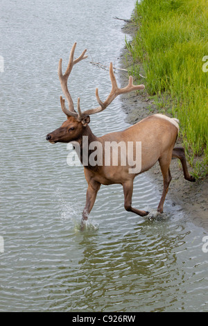 Ein Stier Roosevelt Elk läuft über einen flachen Teich im Alaska Wildlife Conservation Center, Yunan Alaska, Sommer. In Gefangenschaft Stockfoto