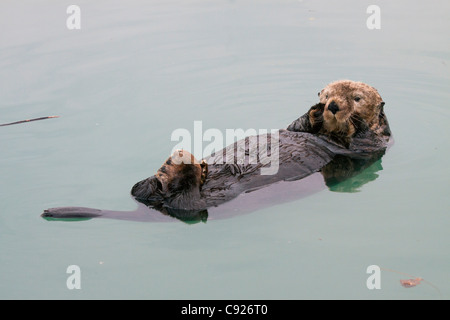 Ein Erwachsener Seeotter schwimmt in den ruhigen Gewässern des Sommers Valdez kleinen Bootshafen, Yunan Alaska Stockfoto
