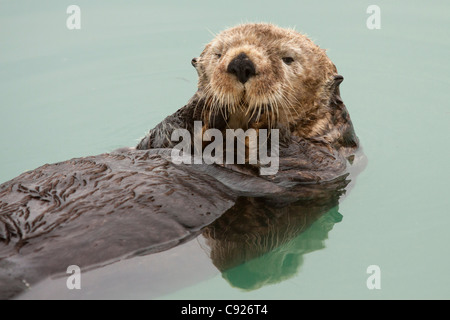 Ein Erwachsener Seeotter schwimmt in den ruhigen Gewässern des Sommers Valdez kleinen Bootshafen, Yunan Alaska Stockfoto