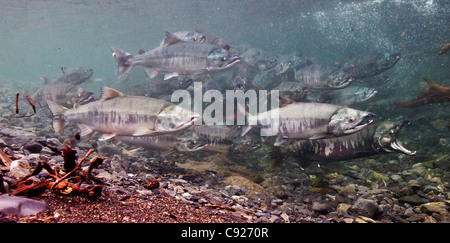 Unterwasser-Blick von Chum Salmon auf ihren Laich Migration in Hartney Creek, Copper River Delta, Prince William Sound, Alaska Stockfoto