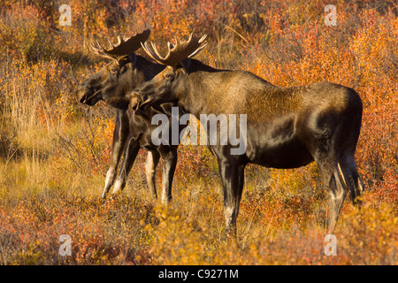 Zwei Erwachsene Elchbullen stehen nebeneinander im Herbst Laub am frühen Morgen, gefärbt, Denali Nationalpark und Reservat, Alaska Stockfoto