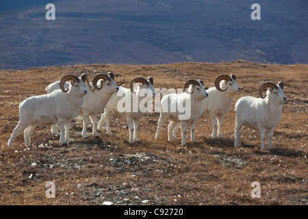 Eine Bande von Dallschafe Rams in einer hohen Bergwiese, Denali Nationalpark und Reservat, Alaska Interior, Herbst Stockfoto