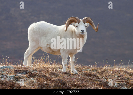 Dall Schafe Ram, Denali Nationalpark und Reservat, Alaska Interior, Herbst Stockfoto