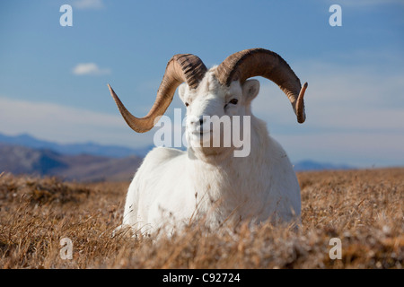 Eine Dallschafe Ram liegt auf einer hohen Bergwiese in Denali Nationalpark und Reservat, Alaska Interior, Herbst Stockfoto