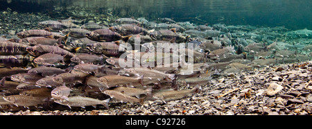 Unterwasser-Blick von See-Run Dolly Varden Saibling, Reifung Chum & Buckellachs Hartney Creek, Copper River Delta, Alaska Stockfoto