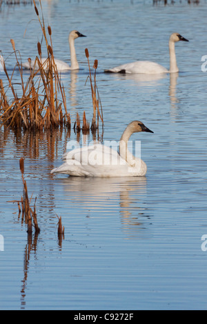 Drei Trumpeter Schwäne schwimmen in dem blauen Wasser des Potter-Sumpf in der Nähe von Anchorage, Alaska Yunan, Herbst Stockfoto