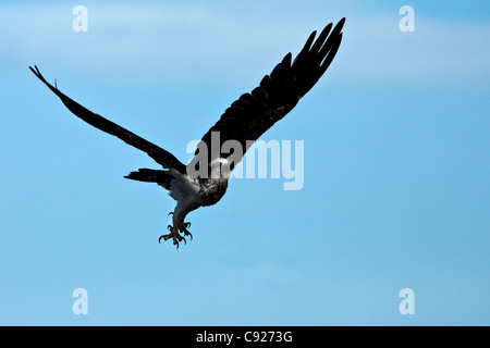 Seeadler Fischadler (Pandion Haliaetus), Western Australia Stockfoto