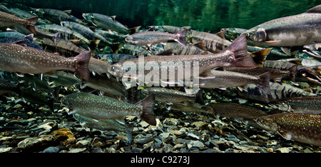 Unterwasser-Blick von See-Run Dolly Varden Saibling, Reifung Chum & Buckellachs Hartney Creek, Copper River Delta, Alaska Stockfoto