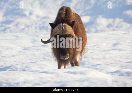 Adul Bull Moschusochsen steht im Neuschnee im Portage Valley, Alaska Wildlife Conservation Center, Alaska, Winter, in Gefangenschaft Stockfoto