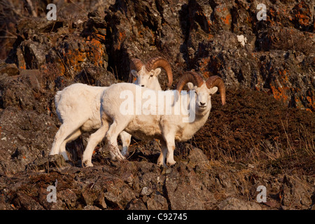 Zwei Dallschafe Widder auf einem Felsvorsprung im Bereich "Windy Point" der Chugach Mountains, Yunan Alaska, Herbst Stockfoto