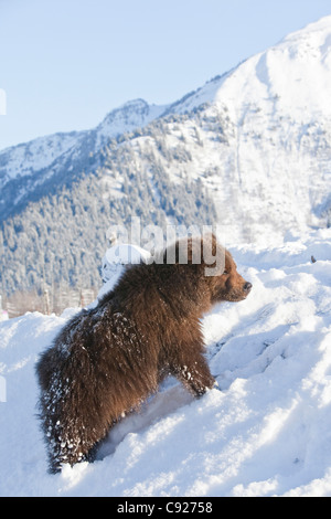 CAPTIVE: Kodiak Brown männlichen Eisbären steht auf einem schneebedeckten Hügel mit einer verschneiten Chugach Mountains im Hintergrund, Alaska Stockfoto