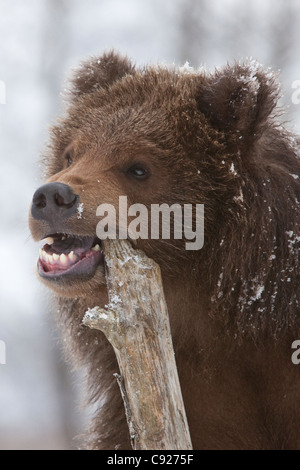 CAPTIVE: Nahaufnahme von einem Kodiak Braunbär Cub zeigt seine Zähne, wie er auf einem Stück des Protokolls, Alaska kaut Stockfoto