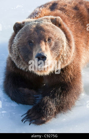 Gefangenschaft: Erwachsene Grizzly legt auf dem Eis mit seinen Pfoten gekreuzt und Blickkontakt, Alaska Wildlife Conservation Center, Alaska Stockfoto