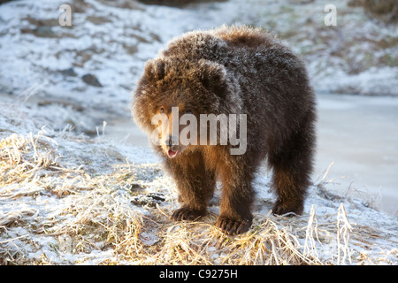 CAPTIVE: Kodiak Brown Bear Cub mit Frost bedeckt Pelz stehend auf schneebedeckter Boden, Alaska Wildlife Conservation Center, Alaska Stockfoto