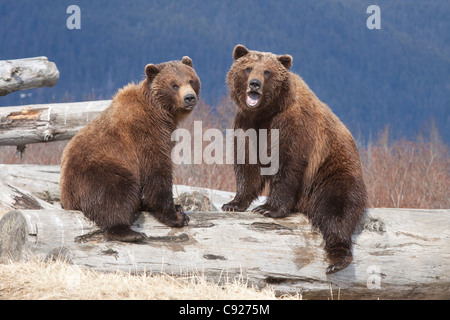 Gefangenschaft: Paar Braunbären sitzen auf einem Baumstamm einander zugewandt und mit Blick auf die Kamera, Alaska Stockfoto