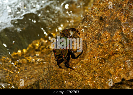 Salzwasser Rock Krabbe, Cape Range National Park, Exmouth Westaustralien Stockfoto