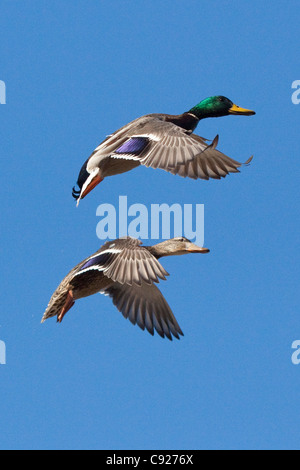 Drake und Henne Stockenten ihre Flügel ausbreiten und bereiten sich auf land in einem kleinen Teich in Anchorage, Alaska Yunan, Frühling Stockfoto