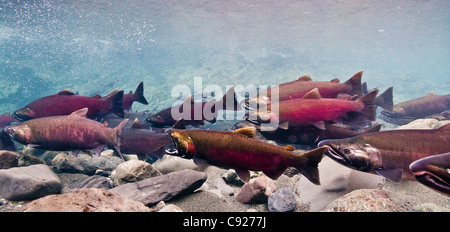 Unterwasser-Blick von Dolly Varden Saibling & Coho auf ihren Laich Migration in Power Creek, Copper River Delta, Alaska Stockfoto