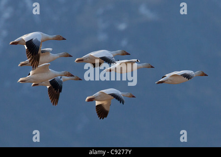 Eine kleine Herde von Schneegänsen gleiten eine Landung auf einem Feld in der Nähe von Palmer während ihren Frühjahrszug, Mat-Su Valley, Alaska Stockfoto