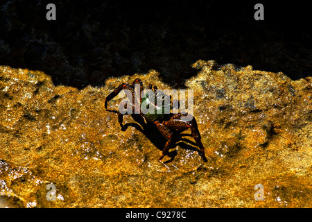 Salzwasser Rock Krabbe, Cape Range National Park, Exmouth Westaustralien Stockfoto