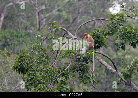 Nasenaffe saß in einem Baum in Borneo Stockfoto