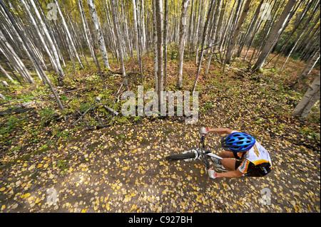 Draufsicht auf einen weiblichen Radfahrer fahren auf einem Pfad in einem Birkenwald an Ester Dome, Fairbanks, Alaska Interior, Herbst Stockfoto