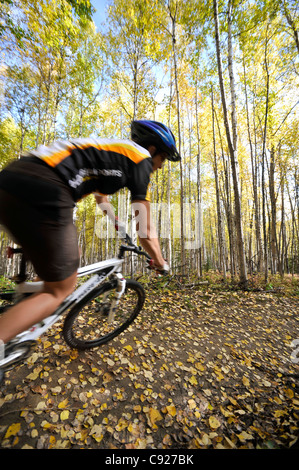 Weibliche Radfahrer fahren auf einem Pfad in einem Birkenwald an Ester Dome, Fairbanks, Alaska Interior, Herbst Stockfoto