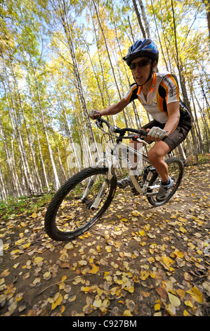 Weibliche Radfahrer fahren auf einem Pfad in einem Birkenwald an Ester Dome, Fairbanks, Alaska Interior, Herbst Stockfoto