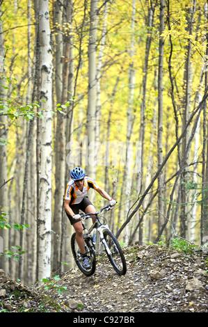 Weibliche Radfahrer fahren auf einem Pfad in einem Birkenwald an Ester Dome, Fairbanks, Alaska Interior, Herbst Stockfoto