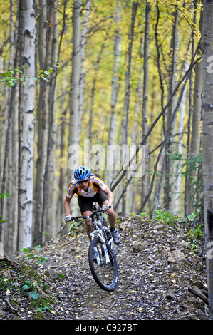 Weibliche Radfahrer fahren auf einem Pfad in einem Birkenwald an Ester Dome, Fairbanks, Alaska Interior, Herbst Stockfoto