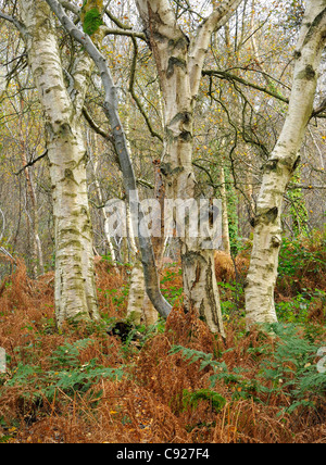 Silver Birch Wald im Herbst - Betula Pendel Stockfoto