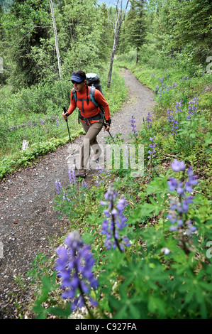 Frau Wanderungen durch Nootka Lupine während einer Rucksacktour auf Auferstehung Pass Trail im Chugach National Forest, Alaska Stockfoto