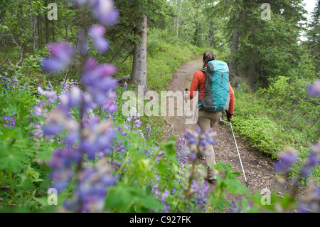 Frau Wanderungen durch Nootka Lupine während einer Rucksacktour auf Auferstehung Pass Trail im Chugach National Forest, Alaska Stockfoto