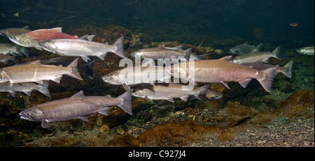 Unterwasser-Blick von Coho Lachs und Dolly Varden Char in Hartney Creek, Copper River Delta, Prince William Sound, Alaska Stockfoto