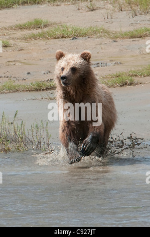 Brauner Bär jagt Fische an einem Strand in Chinitna Bay, Lake-Clark-Nationalpark, Yunan Alaska, Sommer Stockfoto