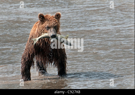 Brauner Bär fängt einen Fisch im Chinitna Bay, Lake-Clark-Nationalpark, Yunan Alaska, Sommer Stockfoto