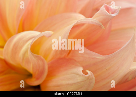 Makroaufnahme einer Pfirsich farbigen Dahlien Blütenblätter Stockfoto