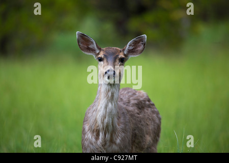 Nahaufnahme eines Sitka Black Tail Hirsches auf Prince-Of-Wales-Insel, Tongass National Forest, südöstlichen Alaska, Sommer Stockfoto